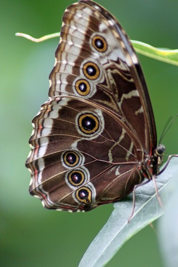 Uil vlinder