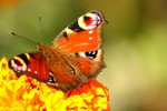 Een klein greep uit onze bonte vlinderverzameling. De foto's zijn uitsnedes van de originele foto. KLIK (!) op de foto die je beter wil bekijken, dan zie je hem in z'n geheel