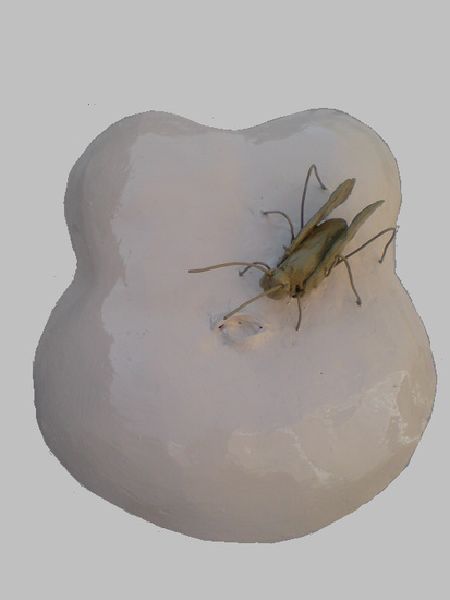 sprinkhaan op buik 1