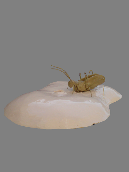 sprinkhaan op buik 2