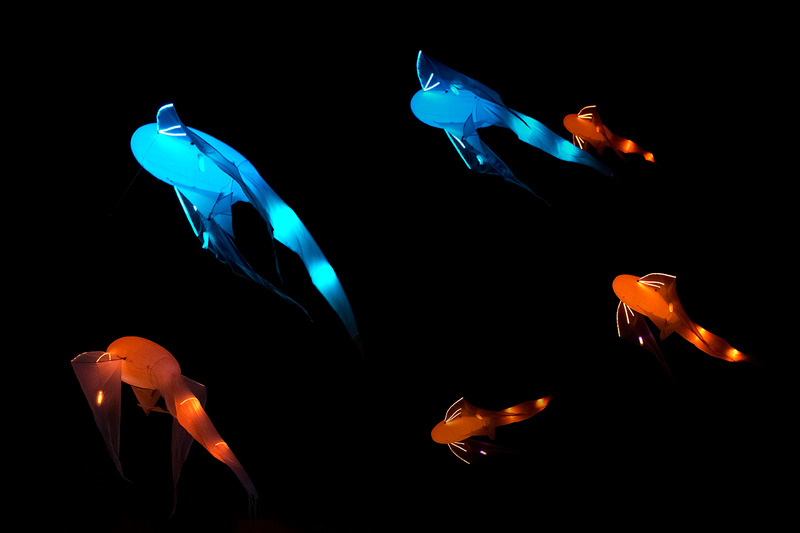 Glow, fish in the dark