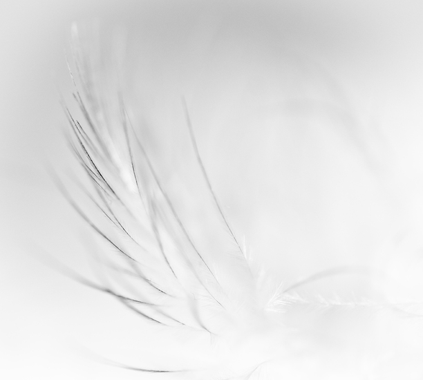 Feather in white