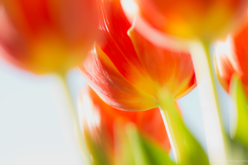 Tulip in backlight