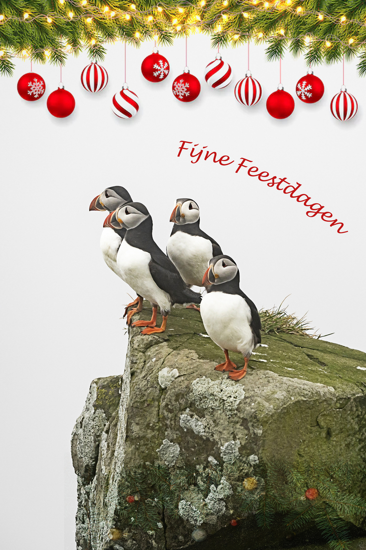 Papegaaiduikers in kerstsfeer
