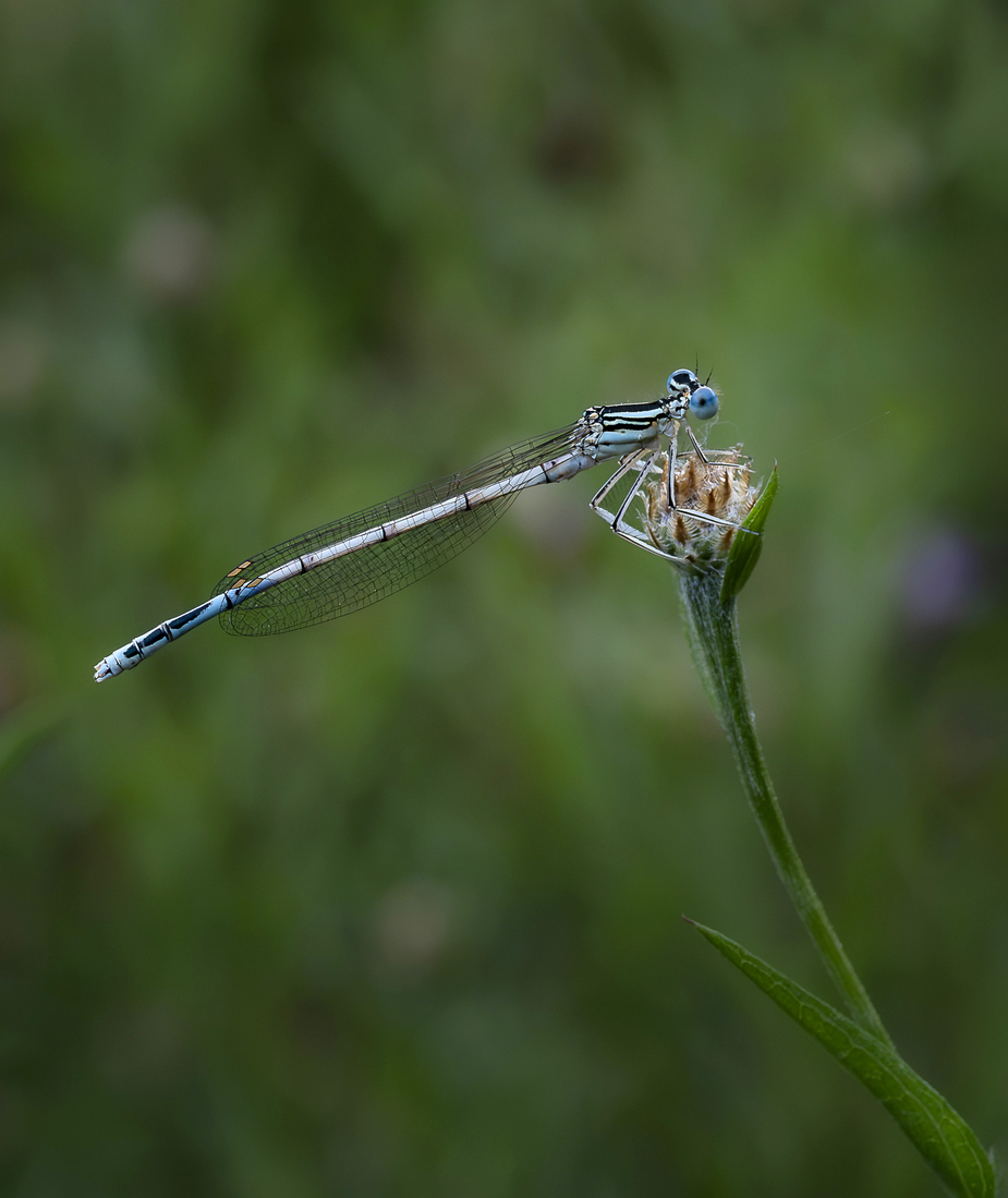 Pauze in de natuur