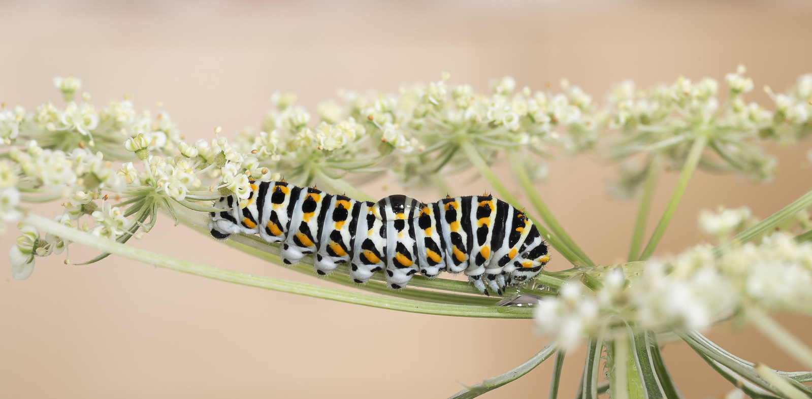 Levenscyclus in de natuur