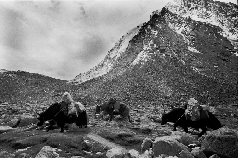 yaks rond Kailash
