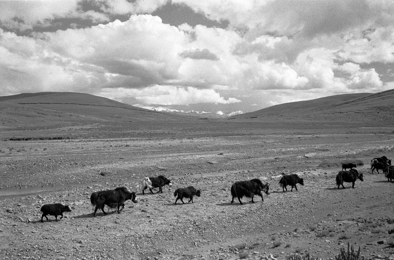 Yaks passing plateau