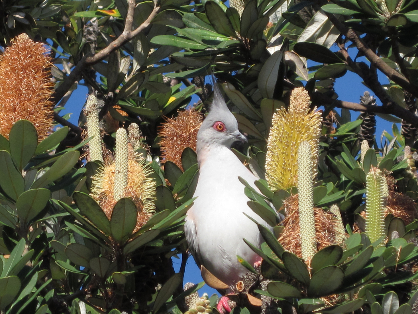 pigeon Australia