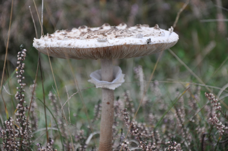 Gefotografeerd in Dorst