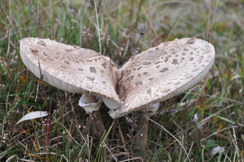 Gefotografeerd in Dorst