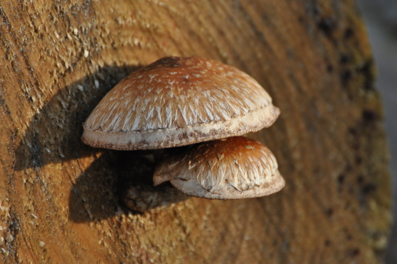 Gefotografeerd in Ulvenhout