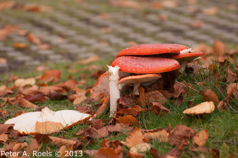 Verzameling paddenstoelen