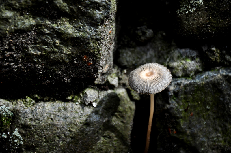Plooirokje (Coprinus plicatilis)