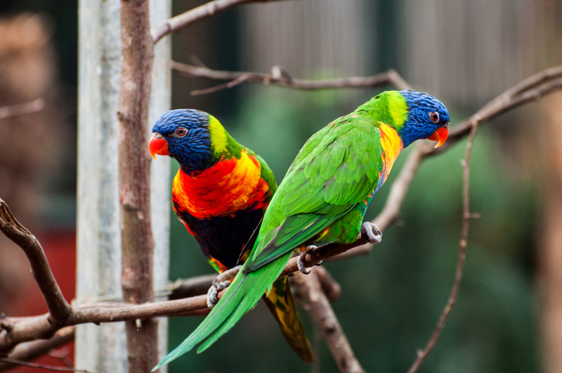 Mini-papegaaien