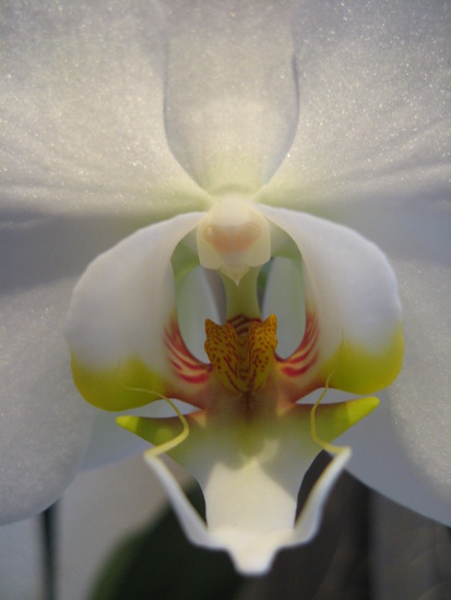 Orchidee