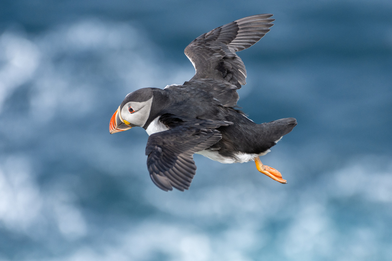 Papegaaiduiker (Puffin)