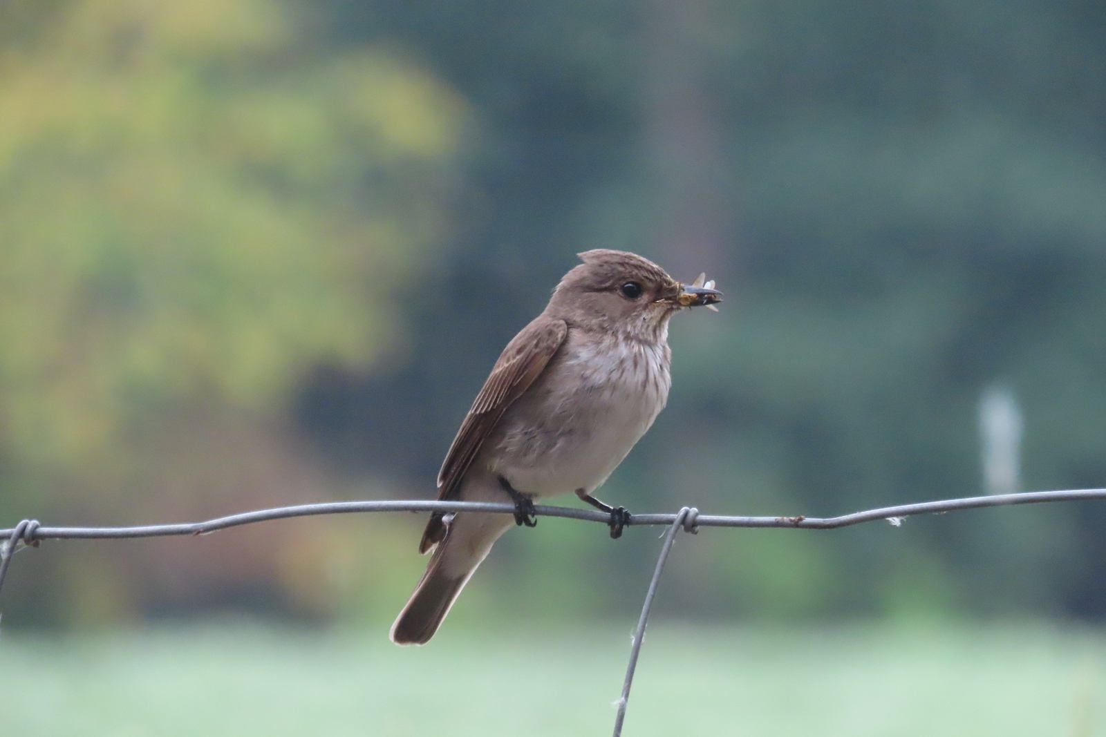 Grauwe vliegenvanger