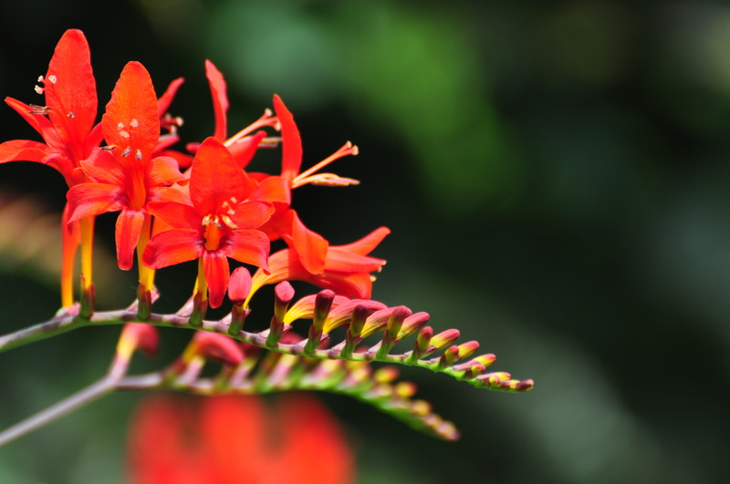 Crocosmia