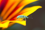 macro foto`s van insecten