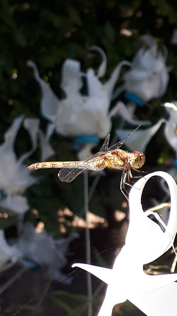 Dragonfly.