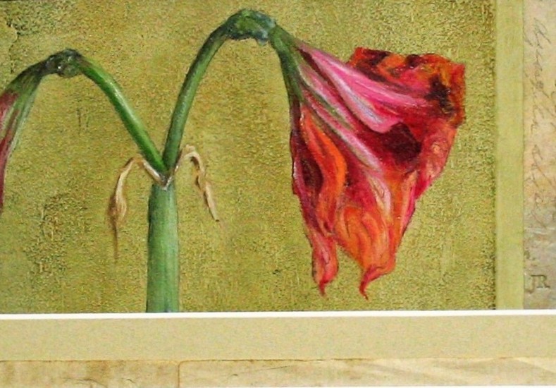 Amaryllis