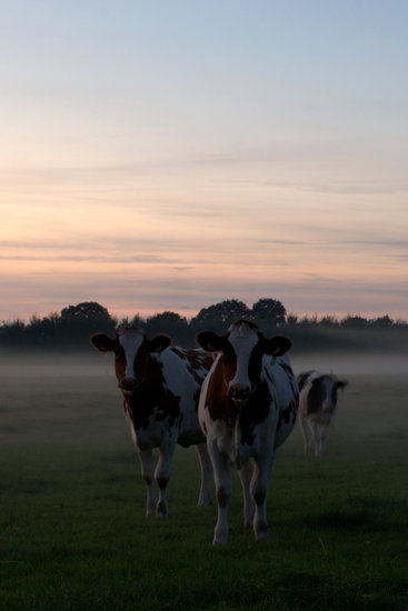 Koetjes in de mist