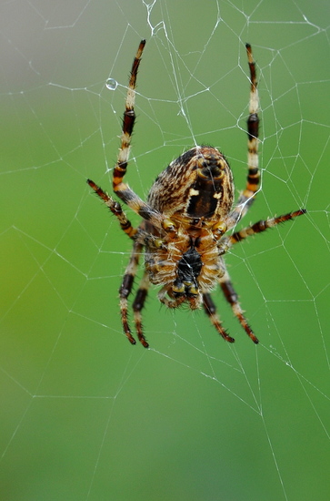 Spin van de andere kant