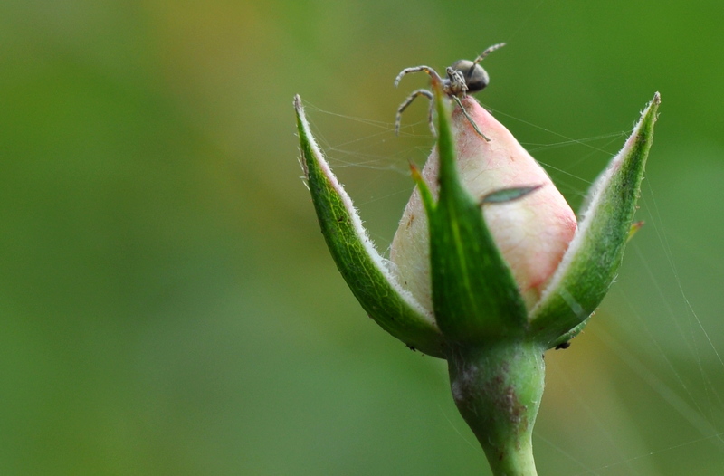 Bloemknop met spinnetje