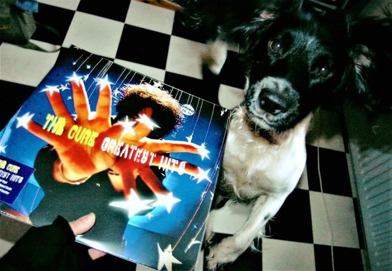 Cuddle the dog and his vinyl collection 1