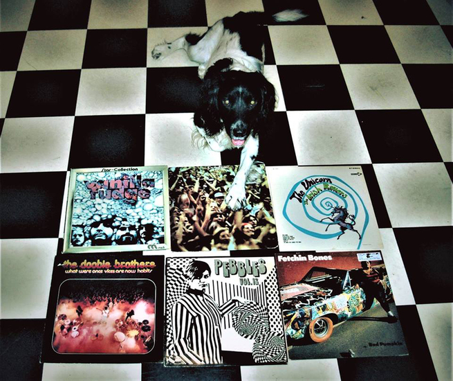 Cuddle the dog and his vinyl collection 3