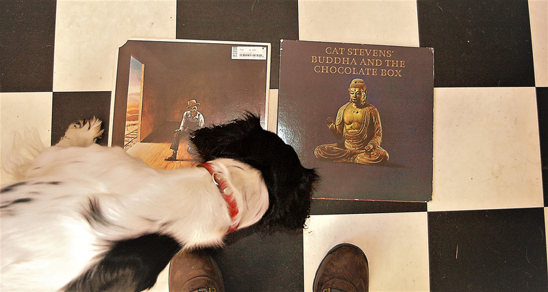 Cuddle the dog and his vinyl collection 4