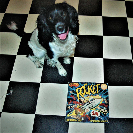 Cuddle the dog and his vinyl collection 6