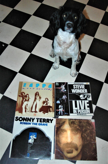 Cuddle the dog and his vinyl collection 7