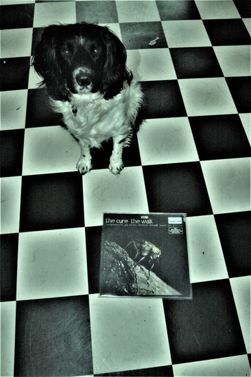 Cuddle the dog and his vinyl collection 23
