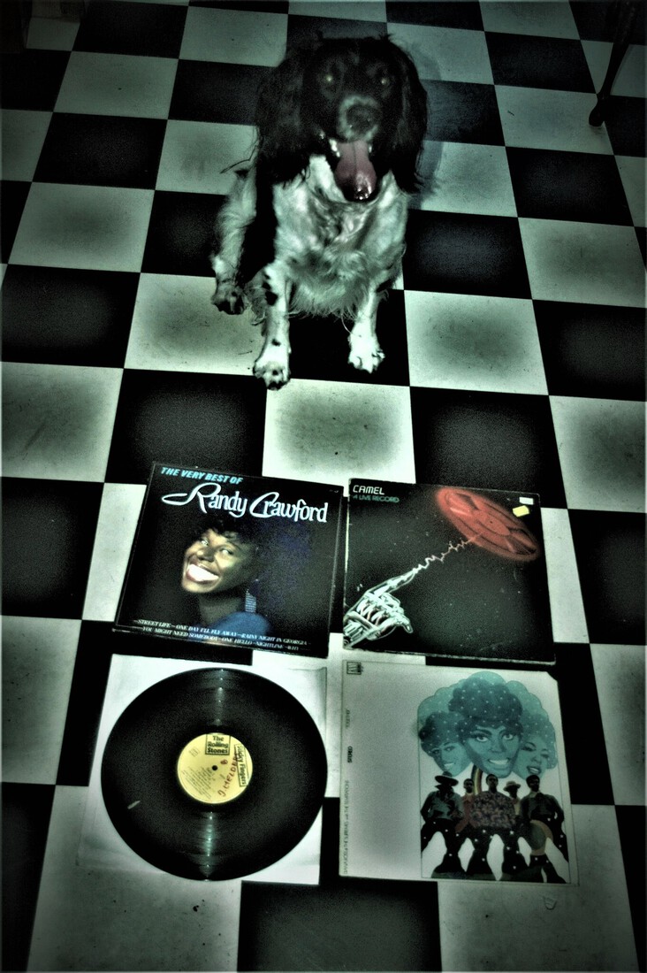 Cuddle the dog and his vinyl collection 35