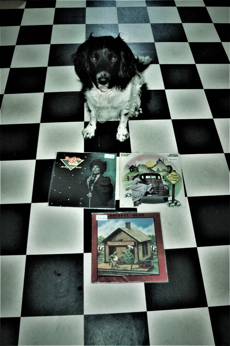Cuddle the dog and his vinyl collection 37