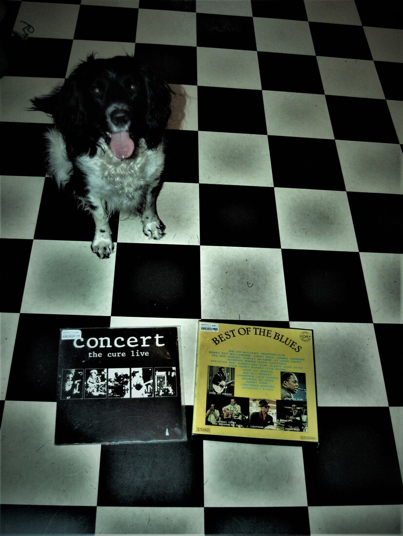 Cuddle the dog and his vinyl collection 38