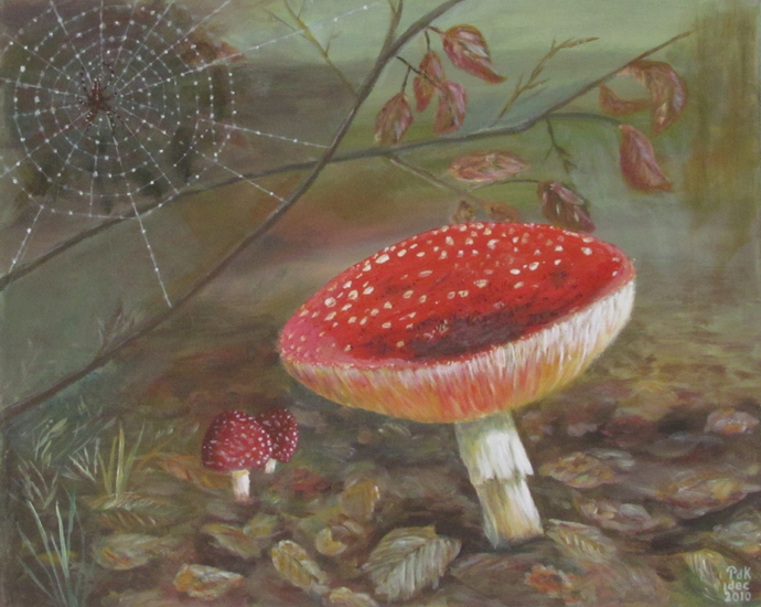 Paddestoelen en spin