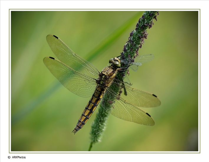 Libelle met Juffer