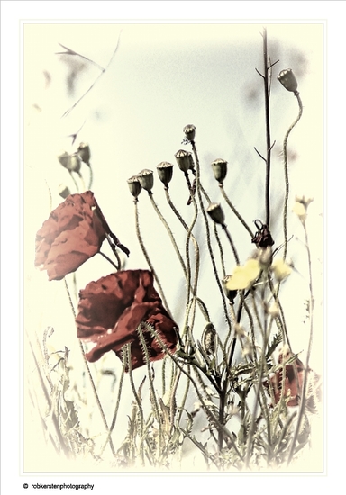 Klaproos op waterbasis