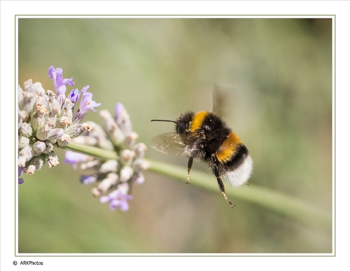 Hommel in de Vlucht