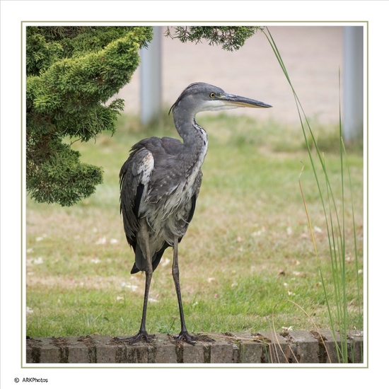 Reiger