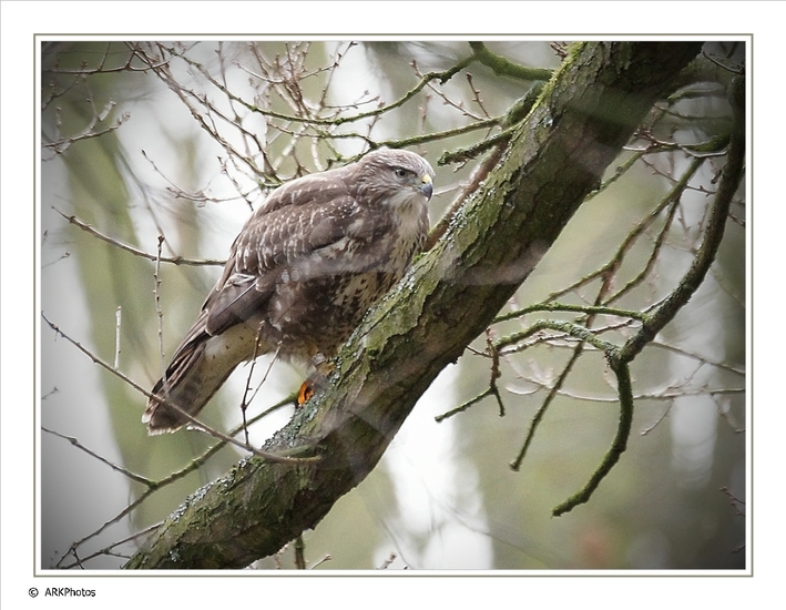 Buizerd