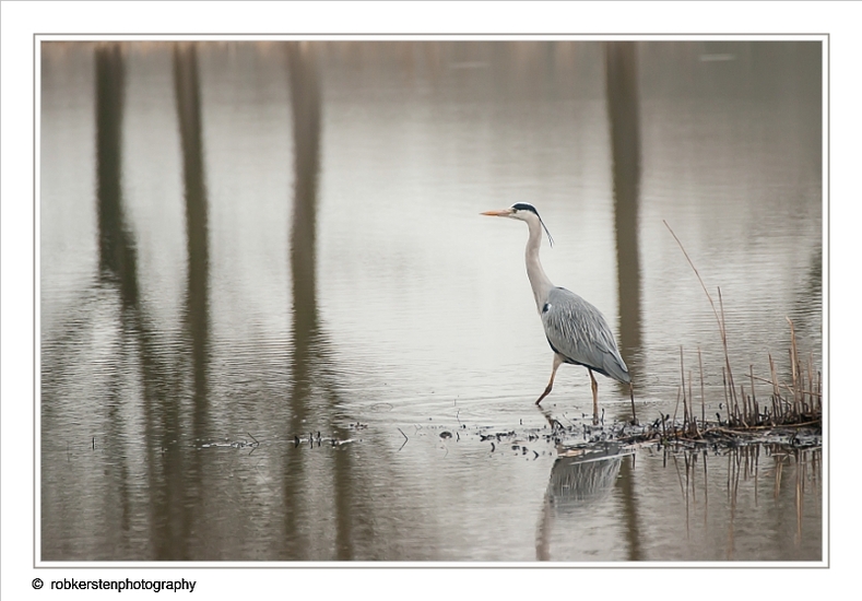 Reiger