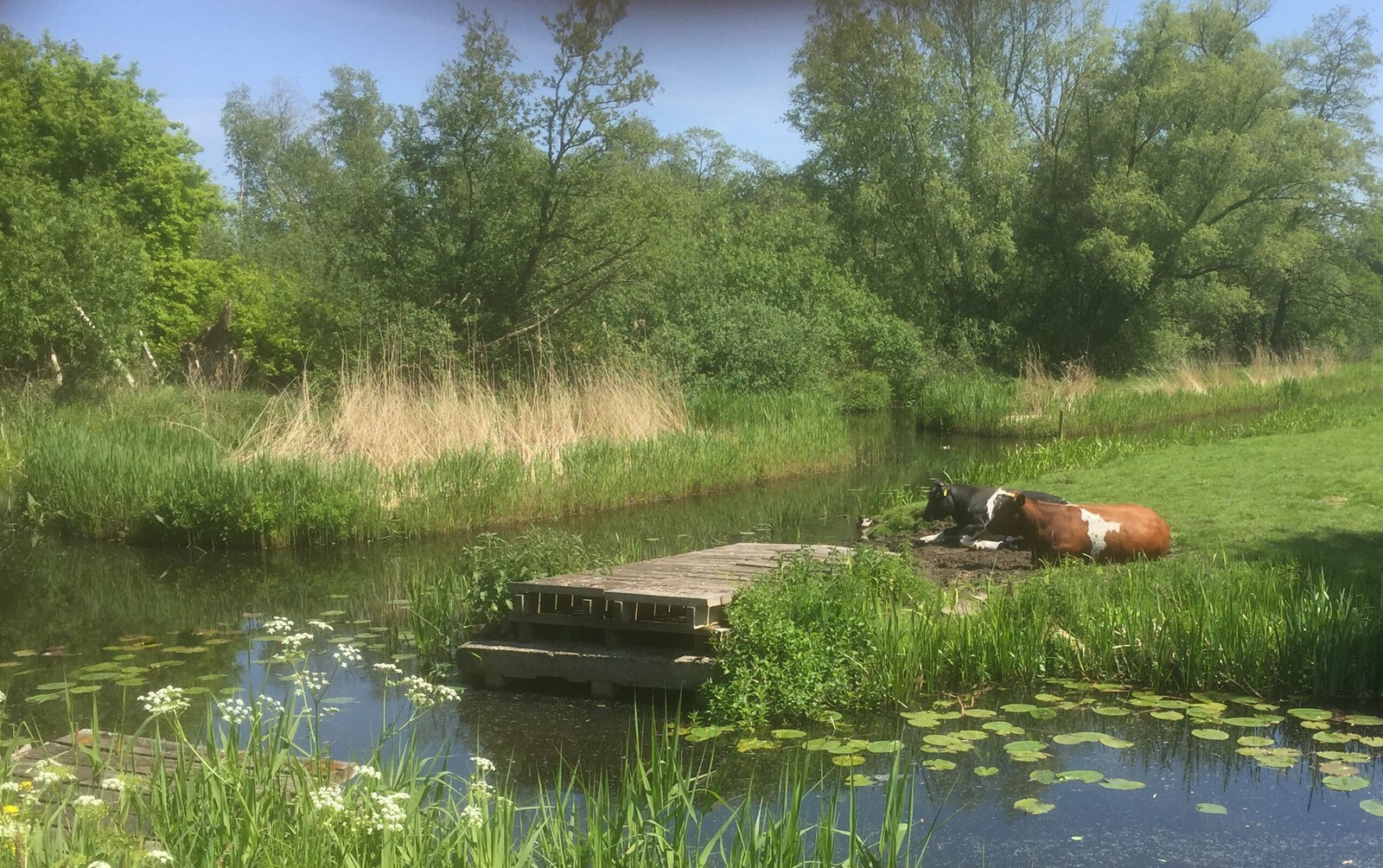 koeien kortenhoefsedijk