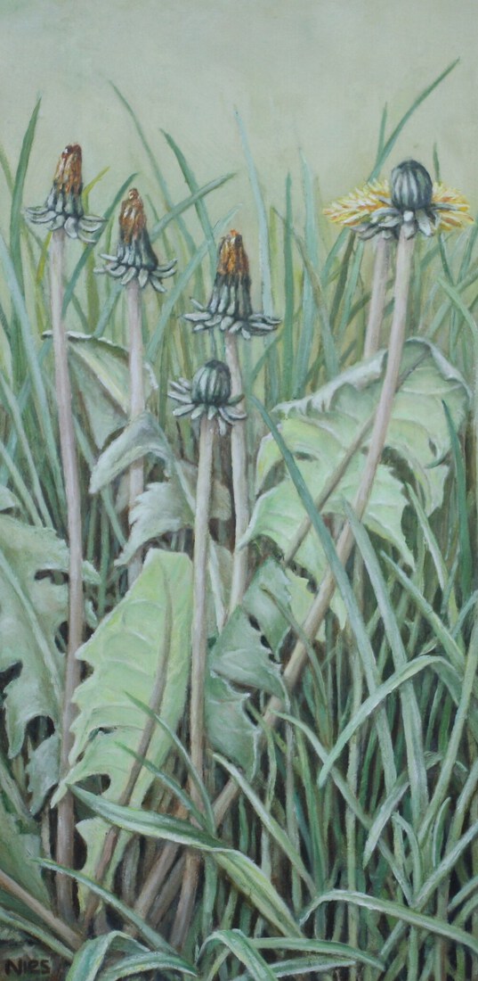 uitgebloeide paardenbloem