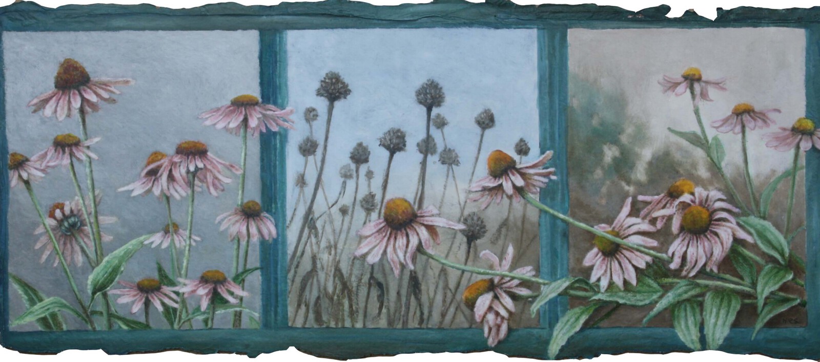Echinacea