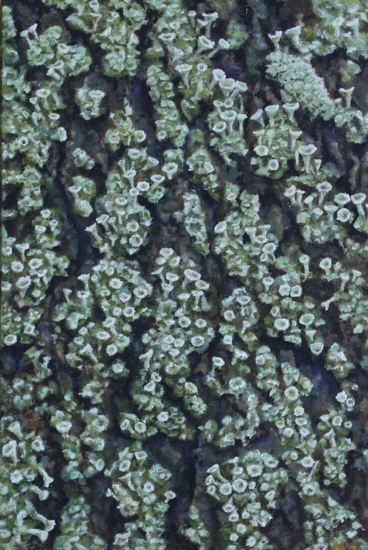 Bekertjesmos op een berkenstam