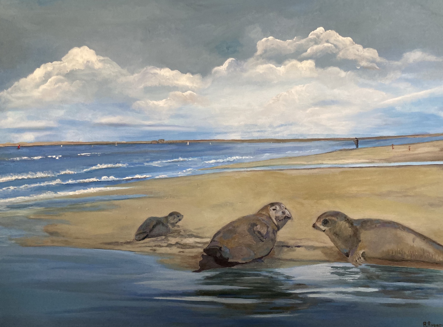 Zeehondjes in een groep